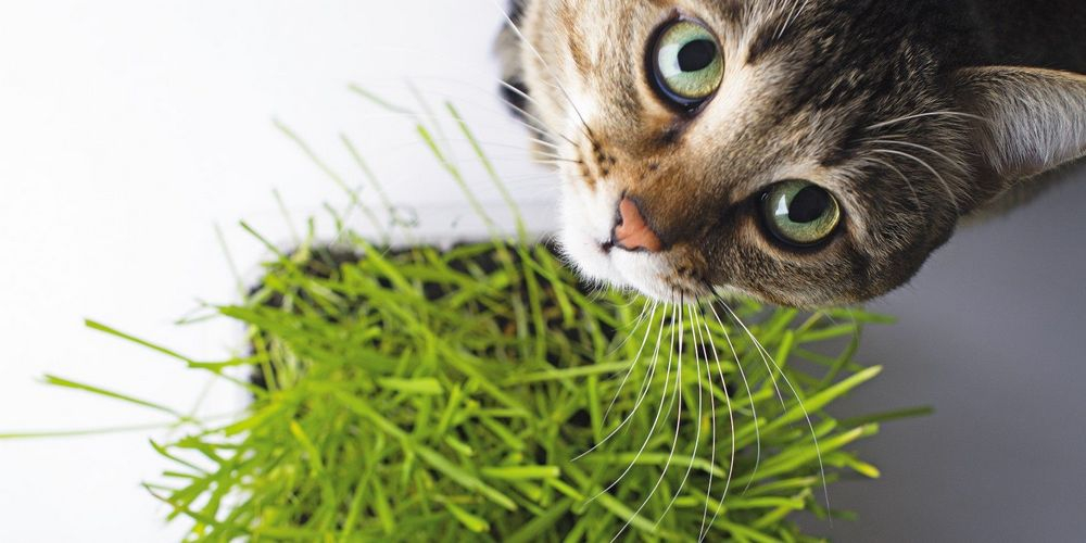 Польза травы для домашних кошек