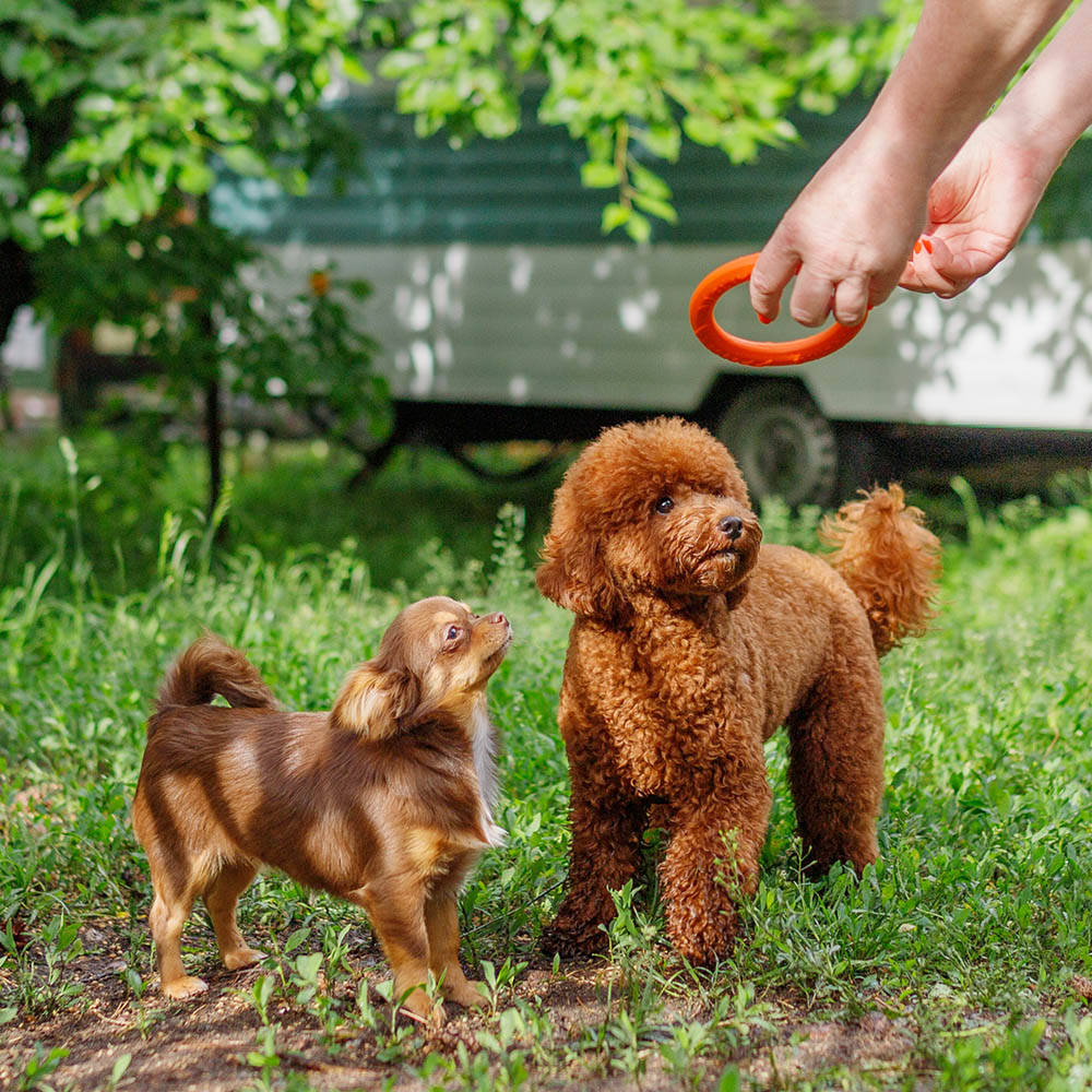 Кольцо для собак. Оранжевое кольцо для собак игрушка из четырёх лап. Hobby pets
