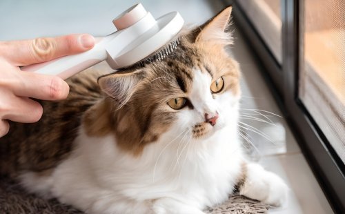 Советы по уходу за кошками