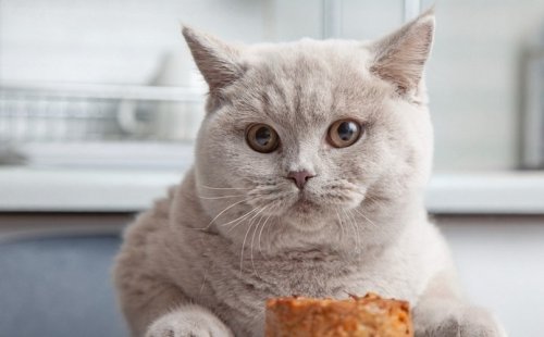 Как правильно подобрать корм для кошки