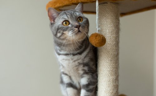 Как правильно выбрать когтеточку для кошки