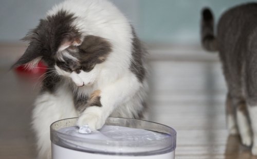 Автоматическая поилка для кошек: польза и преимущества