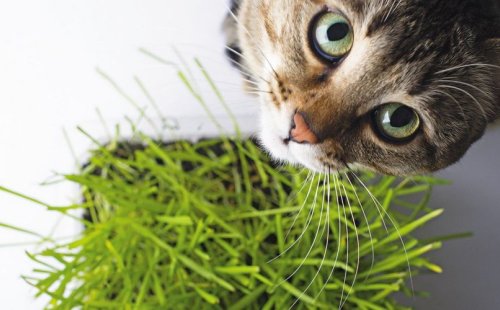 Польза травы для домашних кошек