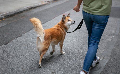 Как часто нужно выгуливать собаку?