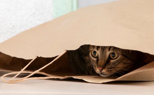 Почему коты метят и как их отучить от этого поведения