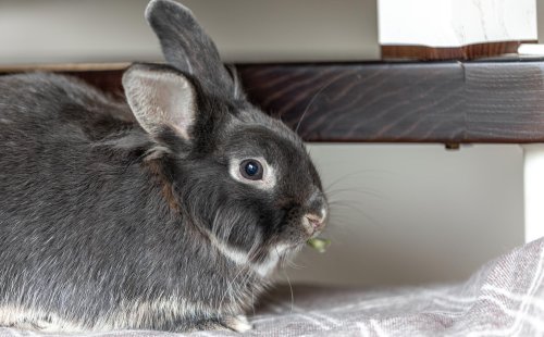 Уход за кроликом: как создать комфортные условия для жизни вашего питомца