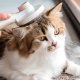 Советы по уходу за кошками