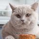 Как правильно подобрать корм для кошки