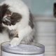 Автоматическая поилка для кошек: польза и преимущества