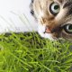 Польза травы для домашних кошек