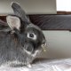 Уход за кроликом: как создать комфортные условия для жизни вашего питомца