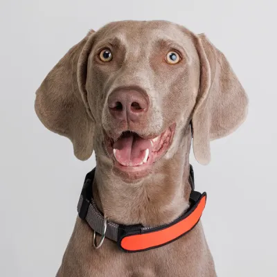 Rungo Накладка светящаяся на ошейник для собак, 14,5х3 см, оранжевая