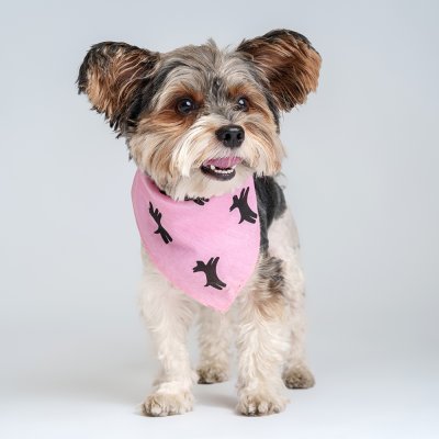 Четыре Лапы Бандана, розовая