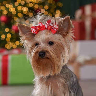 Petmax Бантик новогодний с варежкой для кошек и собак, 2 шт., 4,5х3,5 см