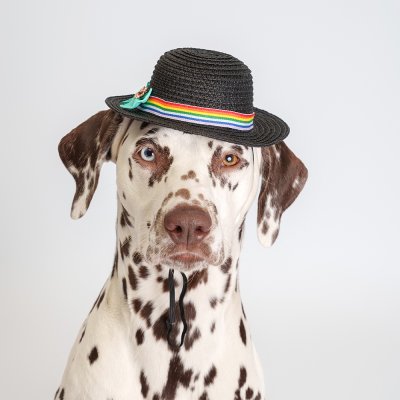 RURRI Шляпка серая с бантом для кошек и собак, диаметр с полями 17 см (без полей 10 см), высота 5,5 см