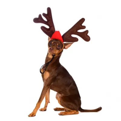 RURRI Ободок безразмерный для собак и кошек Рога оленьи коричневый (унисекс)