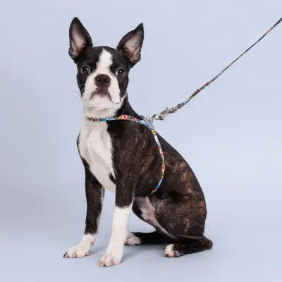 HiPet Шлейка с поводком для собак, обхват груди 20-40 см, ширина поводка 1 см, голубой