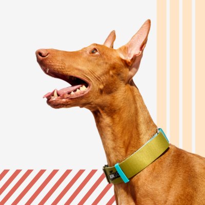 Rungo Ошейник для собак Мартингейл Wide, объем шеи 32-43 см, ширина ремешка 3,8 см, голубой-зеленый