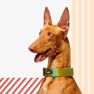 Rungo Ошейник для собак Мартингейл Wide, объем шеи 52-80 см, ширина ремешка 3,8 см, голубой-зеленый