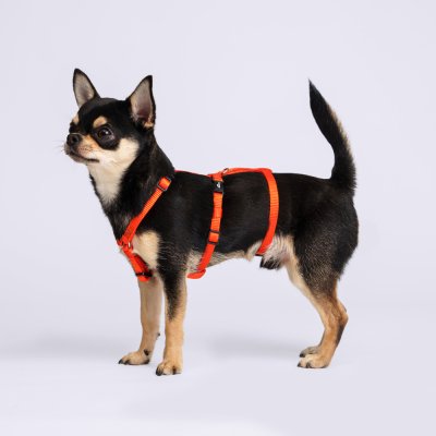 Rungo Шлейка для собак Vario Soft Fix, обхват живота 20-35 см, обхват груди 32-45 см, папайя