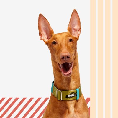 Rungo Ошейник для собак Мартингейл Wide, объем шеи 41-55 см, ширина ремешка 3,8 см, голубой-зеленый