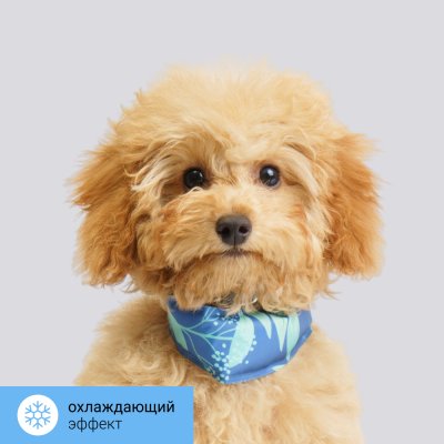 RURRI Ошейник охлаждающий для собак, 34x4,5 см, синий