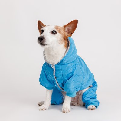 Petmax Комбинезон для собак, M, голубой