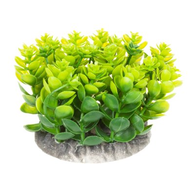 Aquafantasy Декор для аквариумов Растение зеленое, 10x10x8 см