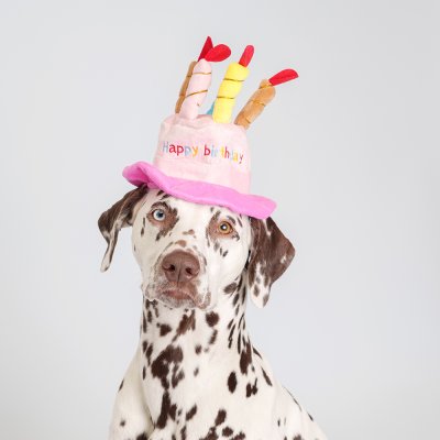 RURRI Шляпка для кошек и собак Happy Birthday, диаметр с полями 18 см (без полей 10 см), высота 18 см, розовая