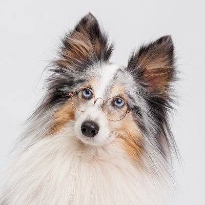 RURRI Очки солнечные для собак и кошек, прозрачные