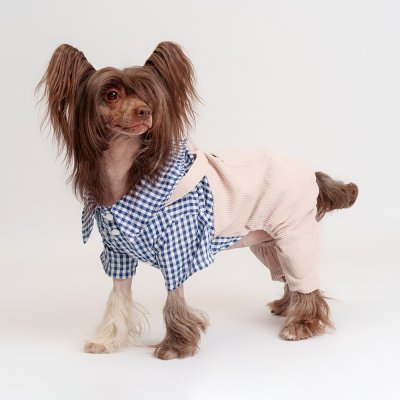 RURRI Костюм с рубашкой для собак, 2XL, бежевый