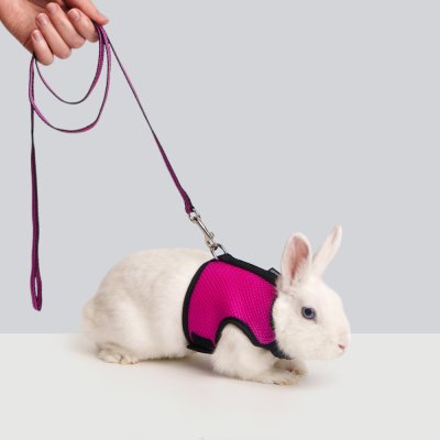 Petmax Комплект шлейка и поводок для грызунов Air Сплинтер, длина поводка 120 см, ширина ремешка 1 см, обхват груди 33 см, орхидея