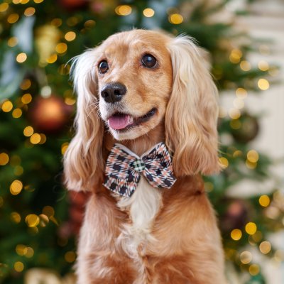 Petmax Галстук-бант в клетку для собак, 9х6 см, черный