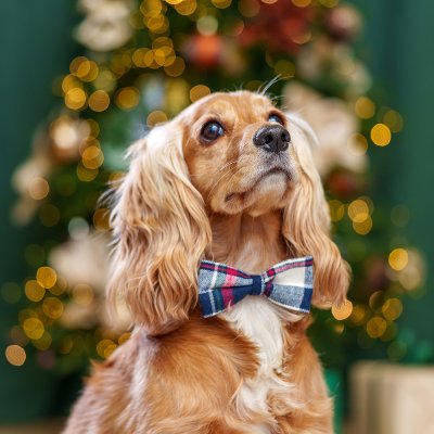 Petmax Галстук-бант в клетку для собак, 10х5 см, красный