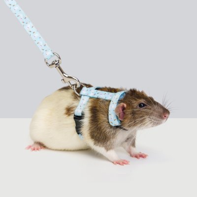 Petmax Комплект шлейка и поводок для грызунов Сплинтер, длина поводка 120 см, ширина ремешка 1 см, голубой