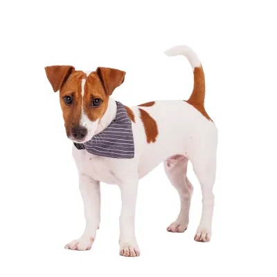 RURRI Ошейник c банданой для собак Relax, S, обхват шеи 44 см, ширина 1,5 см, серый