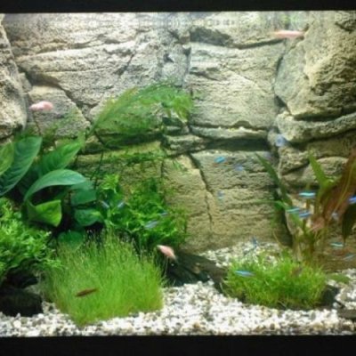 Фон для аквариума Karlie 30см Цена за 10см камни+черный