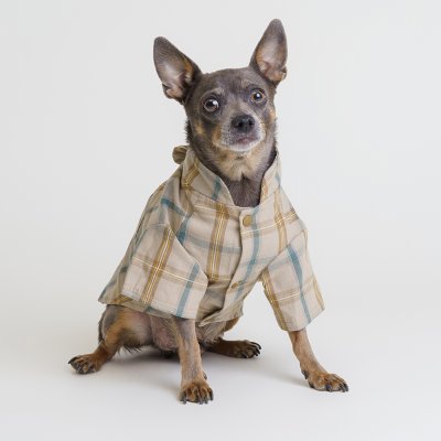 RURRI Рубашка с бантом для собак, XS, кофейная