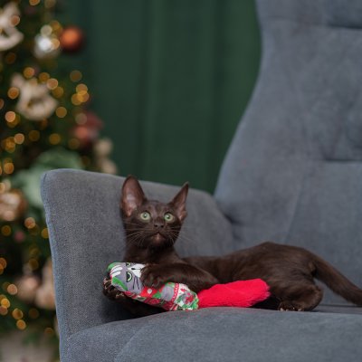 RURRI Игрушка для кошек Котик, 8х4х22 см