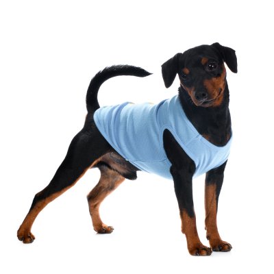 Petmax Футболка для собак, XL, синяя с принтом (унисекс)