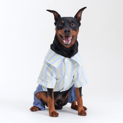 RURRI Костюм джинсовый с рубашкой для собак, XL