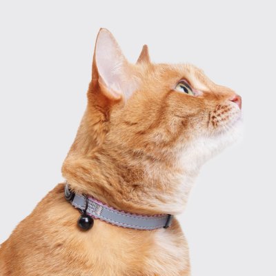 Petmax Ошейник для кошек Reflect, обхват шеи 30 см, ширина 1 см, черно-розовый