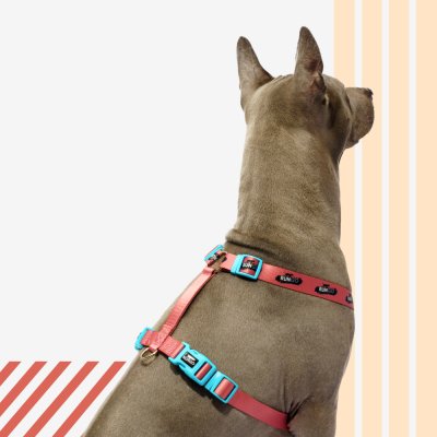 Rungo Шлейка для собак Easy Fit Wide, объем груди 62-85 см, ширина ремешка 2,5 см, априкот