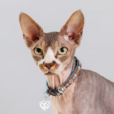 Petmax Ошейник нейлоновый со светоотражающим адресником для кошек и собак мелких пород, 1х30 см, голубой