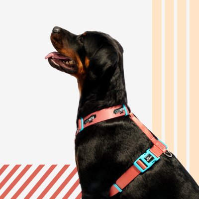 Rungo Шлейка для собак Easy Fit Wide, объем груди 85-120 см, ширина ремешка 3,8 см, априкот