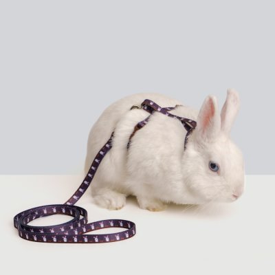 Petmax Комплект шлейка и поводок для грызунов Сплинтер, длина поводка 120 см, ширина ремешка 1 см, коричневый