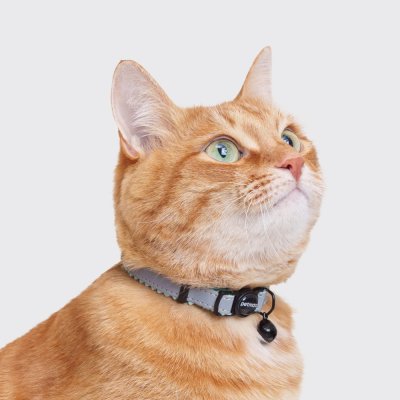 Petmax Ошейник для кошек Reflect, обхват шеи 30 см, ширина 1 см, черно-голубой