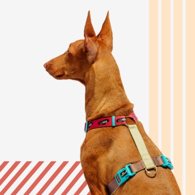 Rungo Шлейка для собак Easy Fit, объем груди 52-68 см, ширина ремешка 2,5 см, коричневый-зеленый