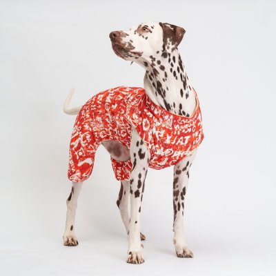 Petmax Комбинезон на замке для собак, 3XL, оранжево-белый (унисекс)