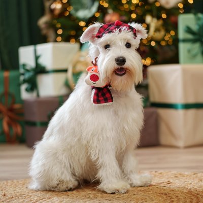 RURRI Берет и шарф в клетку для собак, шарф 39х6 см, берет 9х4 см, красный